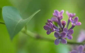Lilac Wallpaper Makro 3d F R Desktop Bilder