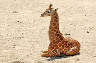 Baby Giraffe Wallpaper Zwallpix