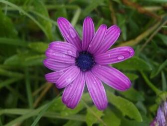 April Flowers