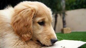 HD Golden Retriever Dog Wallpaper HDwallsource