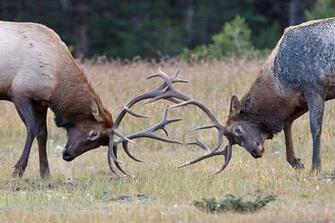 In The Snow I Pulled Each Of Elk Into Hunting Wallpaper