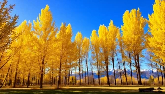 Aspens Wallpaper