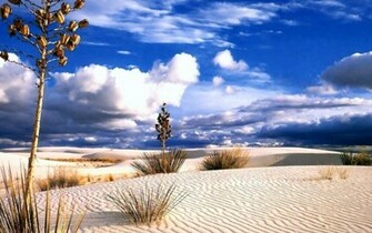 Desert Wallpaper