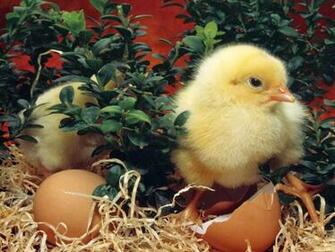 HD Wallpaper Baby Chick