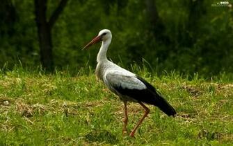 Stork Grass Birds Wallpaper