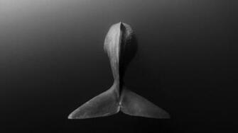Black Fish Tail Decor Animals Whale Monochrome HD Wallpaper