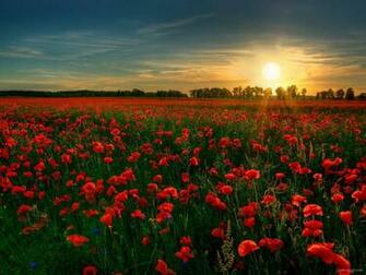 Poppy Field Wallpaper