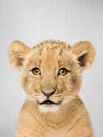 Baby Lions Wallpaper