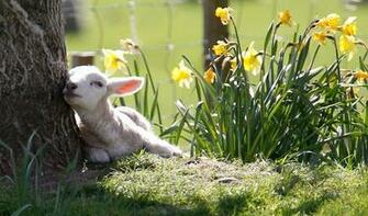 Spring Lamb Wallpaper
