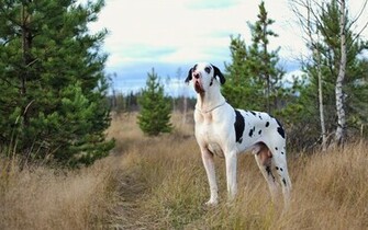 Wallpaper Harlequin Great Dane Dog Friend