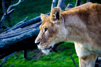 Lone Lioness Fierce Profile 856prr12dhgja7lw Wallpaper