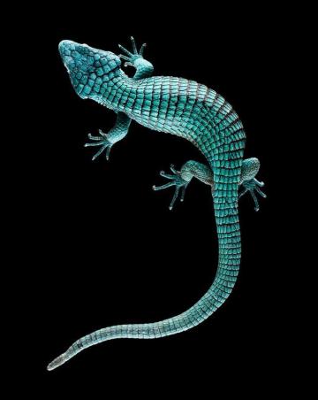 Abronia Graminea Mexico Animaux Speciaux Iguane Photo