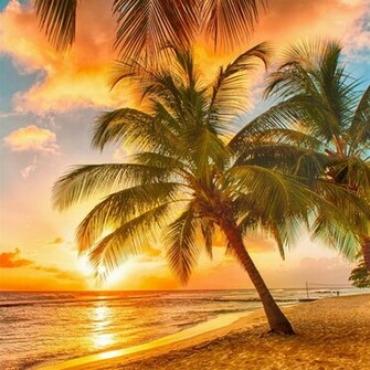 Palm Tree Tropical Beach iPad Air Wallpaper iPhone