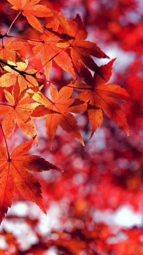 Fall Leaf Red Mountain Bokeh iPhone Wallpaper