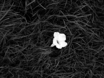 Black And White Photography Desktop Background Group
