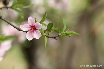 Pin Peach Blossom Flowers Photo Wallpaper