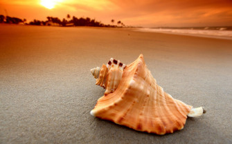Orange Shell In Shore Wallpaper