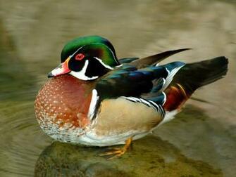 Florid Bird Wallpaper Photo And All