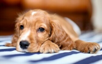 Cocker Spaniel Wallpaper