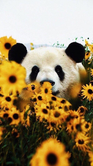 Aesthetic Picture Of Animals Wallpaper