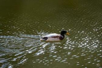 Mallard Duck With Black Head Background High Quality