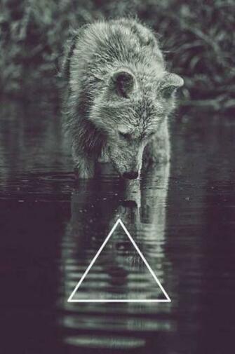 Hipster Wolf Background Wallpaper
