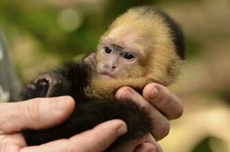 Michael Kummer Have You Ever Wanted A Pet Monkey
