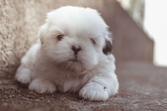 Puppy 4k Wallpaper