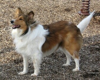 Sheltie Wallpaper
