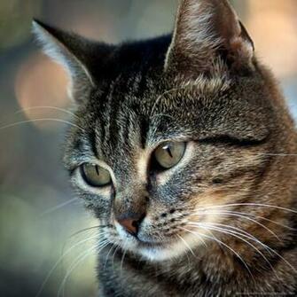 Cat Portrait With Bokeh Wallpaper For iPad