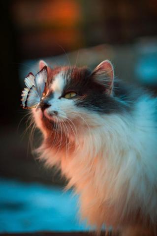 Cat Wallpaper HD Hq