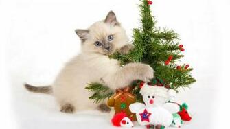 Cute Cats Christmas HD Wallpaper