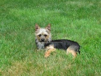 Chorkie Outdoor Pet Dog Animals