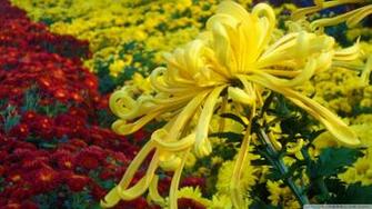 Autumn Flowers Wallpaper Image