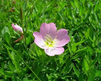 Wildflower X