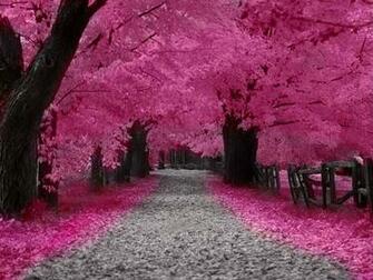 Beautiful Pink Windows Phone Wallpaper
