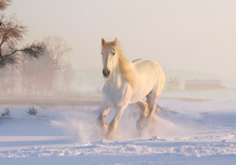 4k Running Horse Snow Winter White Wallpaper