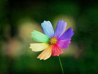 Flowers Colorful Flower High Quality Background Pictures