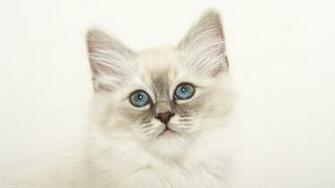 Wallpaper Funny Cat Photo Joke