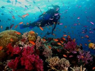 Coral Reef Fish Pictures Wallpaper