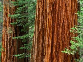 Landscapes Nature Trees Tree Trunk Wallpaper