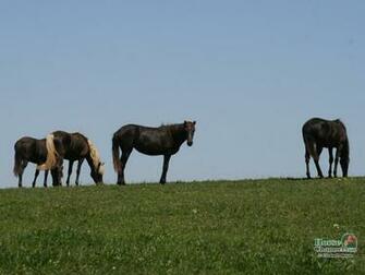 Rocky Mountain Horse Screensaver And Desktop Wallpaper