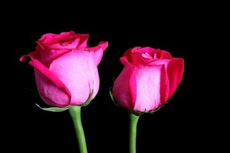 Related To Rose Stock Photos Pictures Royalty Image And