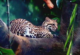 Ocelot Background Wallpaper On Jakpost Travel