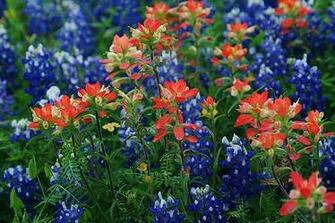 Wildflowers Texas Blue Bonnets Indian Paintbrushes A Photo On
