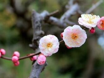 Blossoming Apple Tree Wallpaper Allwallpaper In