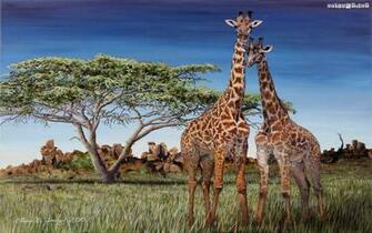 Giraffe Wallpaper HD Pictures Live Hq