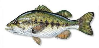 Largemouth Bass Fish In Water Florida And Wildlife