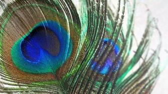 Wallpaper Of Peacock Feathers HD