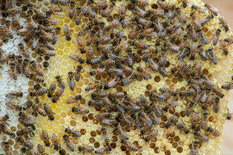 Top Honeycomb Wallpaper Full HD 4k To Use